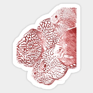 red discus fishes Sticker